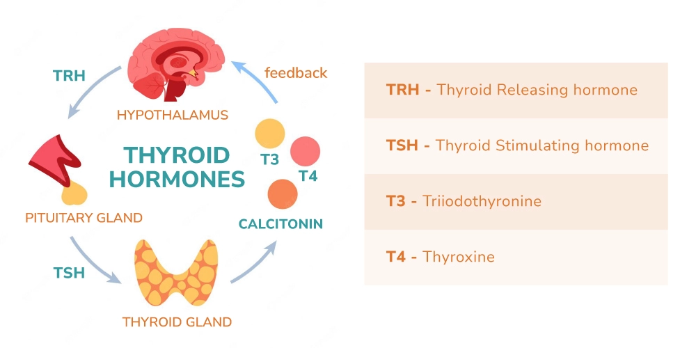 Die Schilddrüse ist ein schmetterlingsförmiges Organ an der Vorderseite des Halses, das zwei Arten von Hormonen ausscheidet: Trijodthyronin (T3) und Thyroxin (T4). Diese Hormone regulieren den Stoffwechsel des Körpers, der die Nahrung in Energie umwandelt. Die Schilddrüse wird durch das schilddrüsenstimulierende Hormon (TSH) gesteuert, das von der Hirnanhangsdrüse im Gehirn produziert wird.