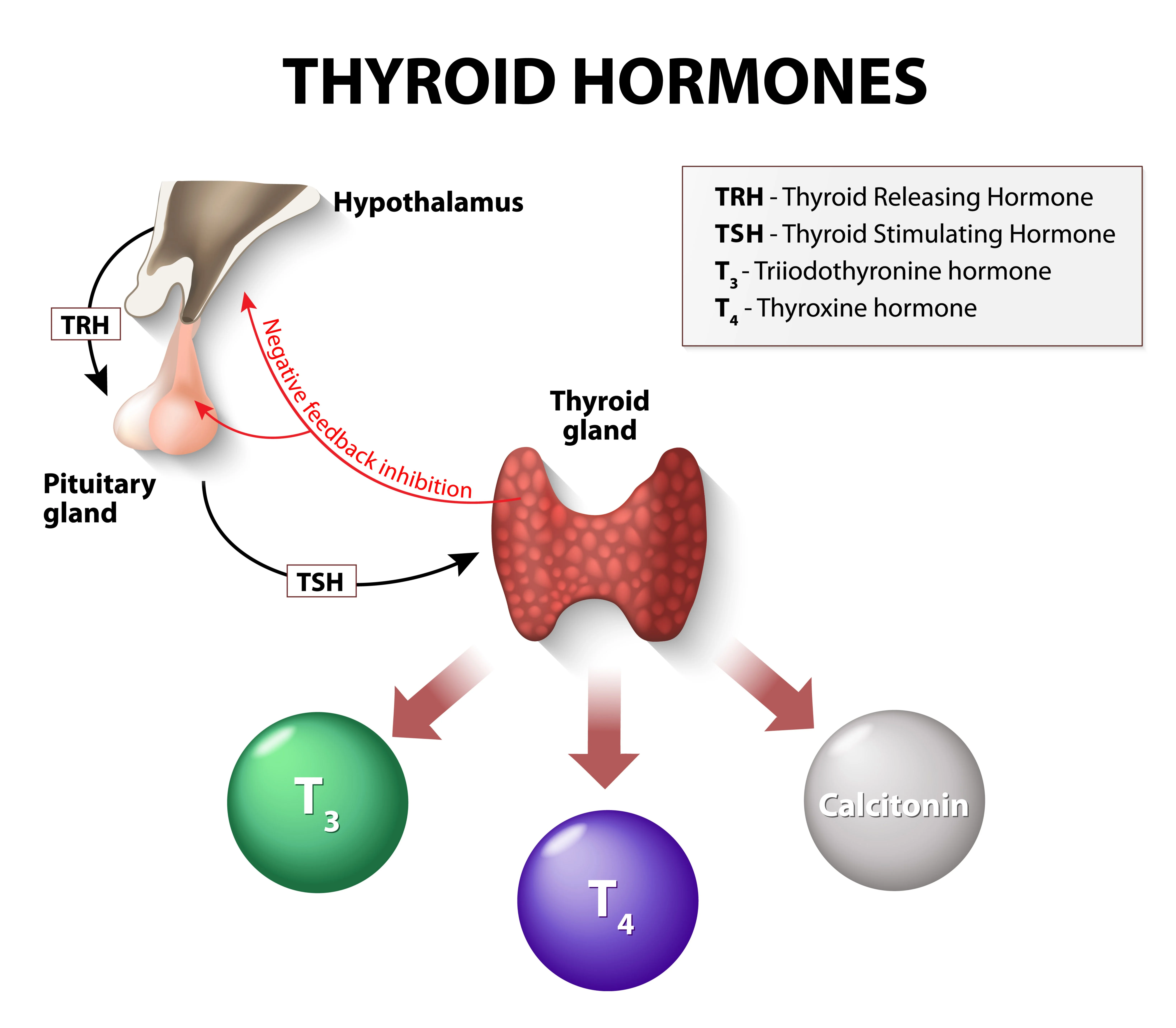 Die Schilddrüse ist ein schmetterlingsförmiges Organ an der Vorderseite des Halses, das zwei Arten von Hormonen ausscheidet: Trijodthyronin (T3) und Thyroxin (T4). Diese Hormone regulieren den Stoffwechsel des Körpers, der die Nahrung in Energie umwandelt. Die Schilddrüse wird durch das schilddrüsenstimulierende Hormon (TSH) gesteuert, das von der Hirnanhangsdrüse im Gehirn produziert wird.